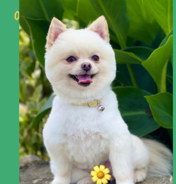 猫不黏人什么原因？揭开猫咪独立性格背后的秘密