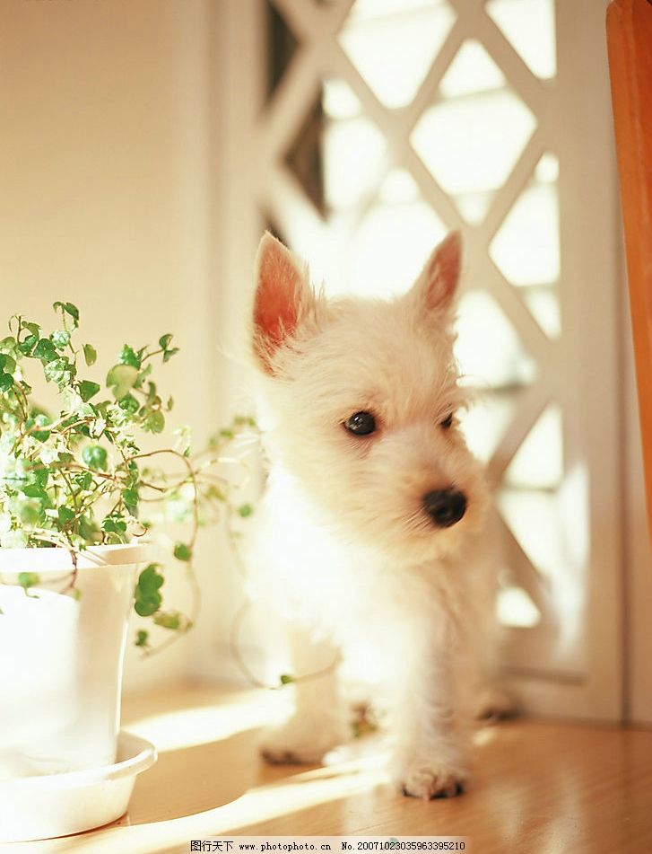 打猫咪会打的大便失禁：揭秘宠物护理中的小秘密